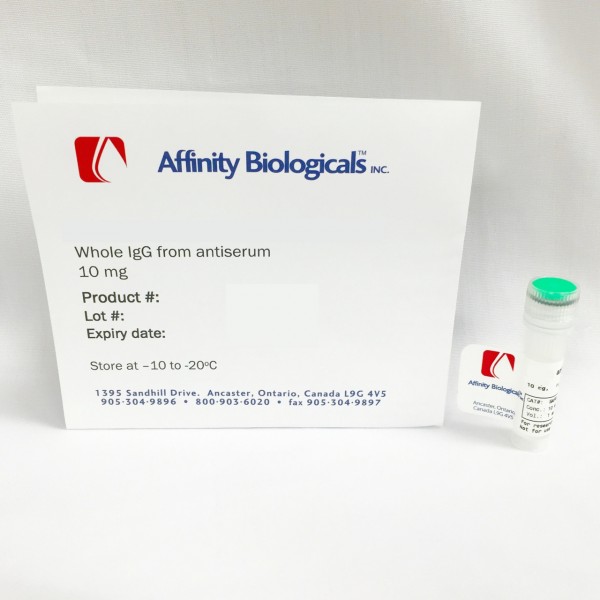 Anti-Tissue Type Plasminogen Activator (tPA) Sheep, purified IgG