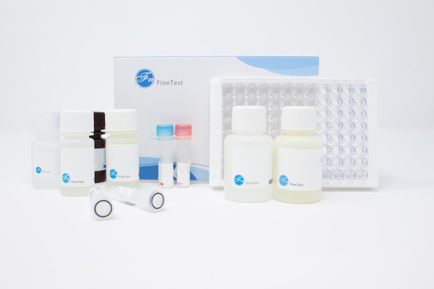 Human TF/F3 (Tissue Factor) ELISA Kit