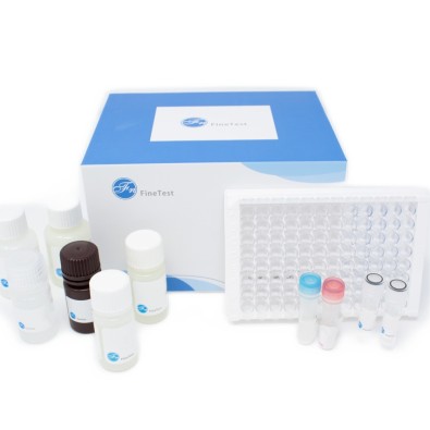 Human F1+2 (Prothrombin Fragment 1+2) ELISA Kit