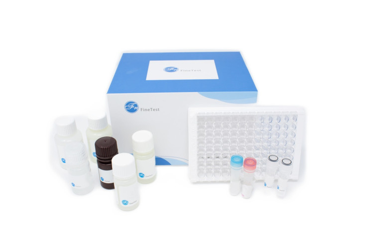 Human F1+2 (Prothrombin Fragment 1+2) ELISA Kit
