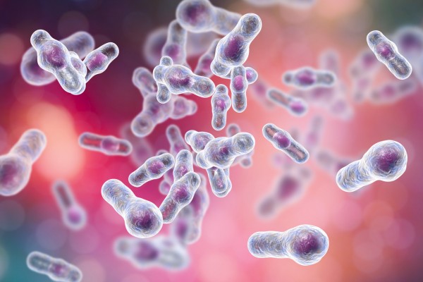 Clostridium difficile Toxin B (500µg)
