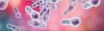 Clostridium difficile Toxin B (500µg)
