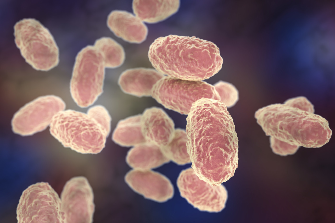 Bordetella pertussis Filamentous Hemagglutinin (FHA) (50ug