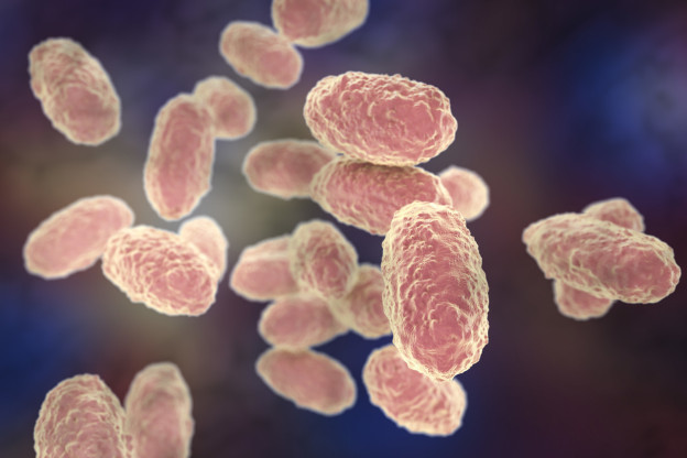 Bordetella pertussis Filamentous Hemagglutinin (FHA) (200ug)