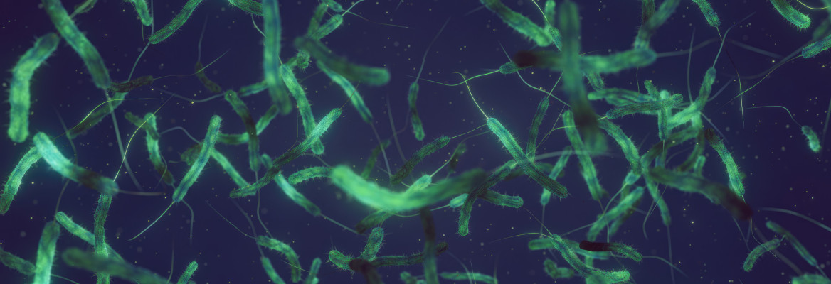 Cholera bacteria in a dark blue water